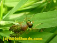 /home//u458753944/public_html/sourcegallery/////////////////Insects and small critters/flies (Diptera)/P1050114.JPG